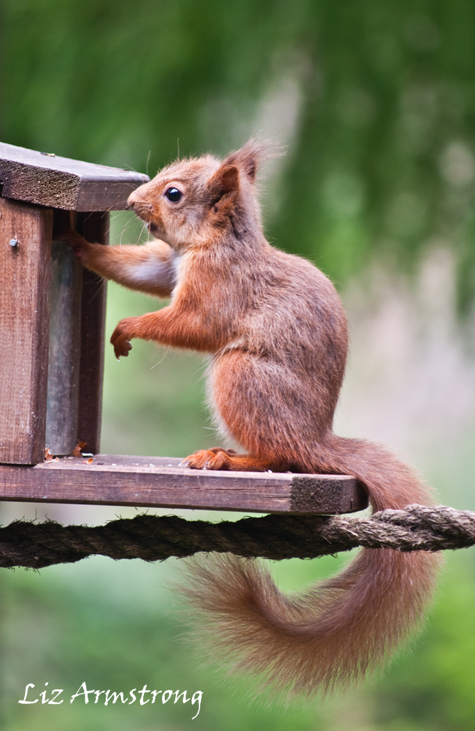 2010-11 Red squirral at feeder