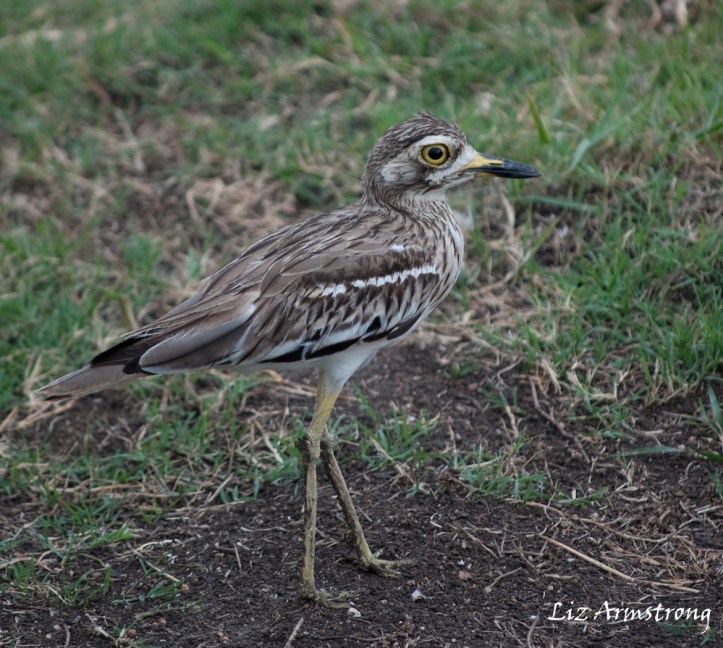 2011-12 Eurasian Thick Knee