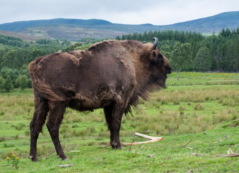 European Bison