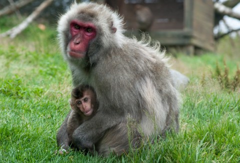 Snow Monkey with Baby